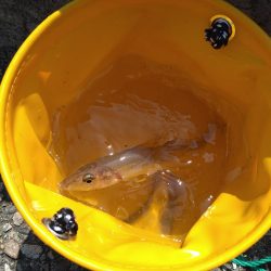 キス狙いとアジングの二本立て